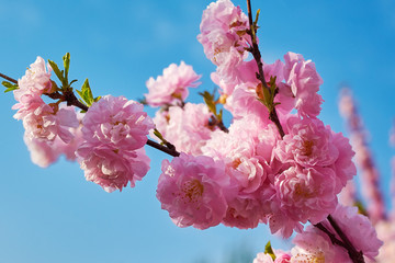 Fototapeta premium The flowers bloom luxuriantly in spring.