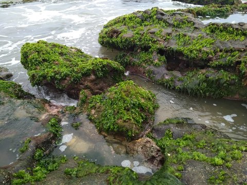 Corel Reef And Sea Water