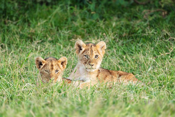 Fototapeta na wymiar Two Cute Lion Cubs in Africa