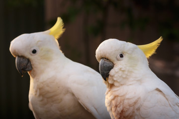 male and female pair cockatoo white parrot perching branch with orange and pink sky clouds sunlight bird sunrise beautiful morning  Gold Coast Australia 