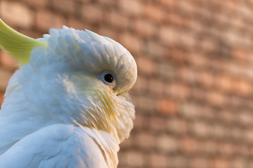 male cockatoo white parrot head shot with sunrise sunlight bird beautiful morning  Gold Coast...