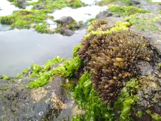 corel reef and sea water