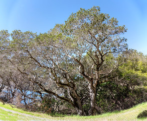 Big oak tree panorama.
