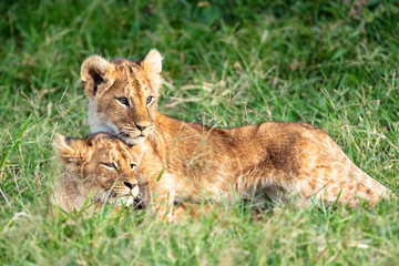 Fototapeta na wymiar Two Lion Cubs Snuggling in Africa
