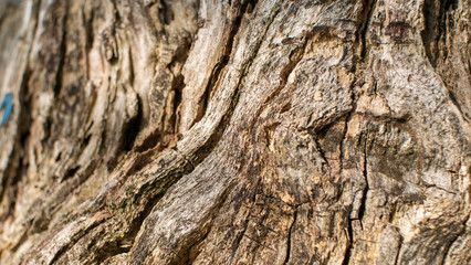 Old cut down tree trunk texture