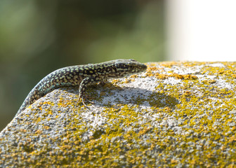 lagartija sobre liquen y granito