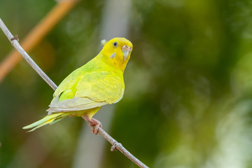 Yellow shell parakeet perching on a perch