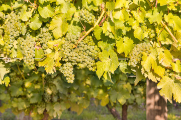 closeup of ripe white riesling grapes on vine in vineyard at harvest time