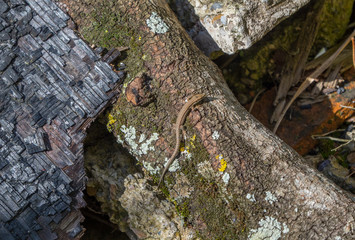 Texturas madera, piedra y lagartija