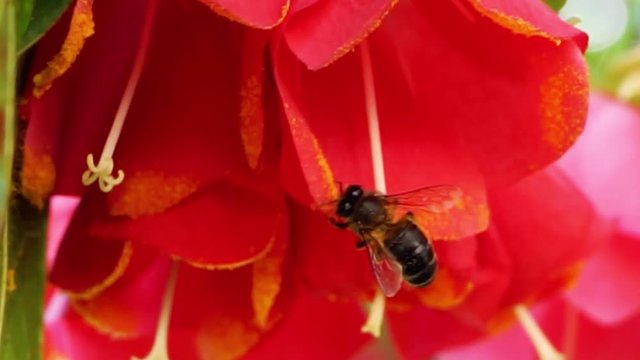 Sterculiaceae, Dombeya cacuminum, Malvaceae, Madag&aacute;scar, Anthophila, Apis mellifera
busy bee, tree flowers, pollen, green and pink, gardens, bee closeup