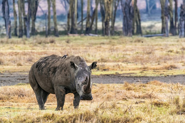 White Rhino in Kenya Looking Forward