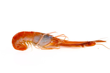 Shrimp on a white background