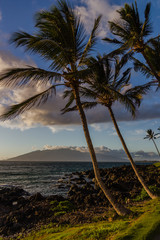 Maui Palm trees