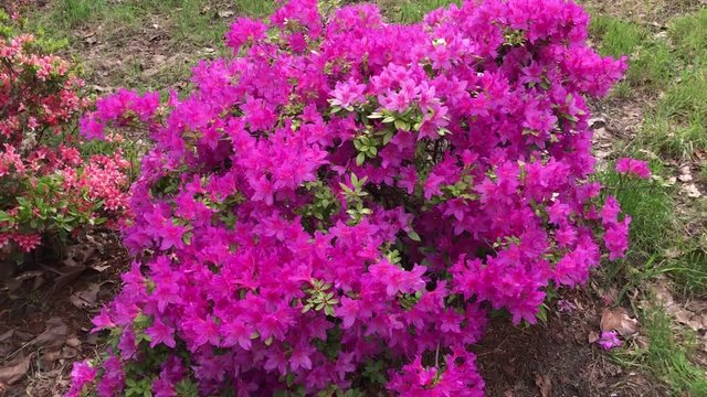 Rhododendron flowering shrubs, trees, bushes in full bloom in the spring. The National Flower of Nepal and is the state flower of West Virginia and Washington.