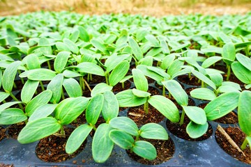 Blurred of green tree as a background, Ground cover plants, leaves texture, Top view, Natural green concept, Grass textured