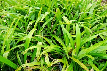 Top view of green leaves pandom wangi or Pandanus Palm as a background, Natural green leaf wallpaper, Ecological Concept (Fragrant Pandan, Pandanus amaryllifolius  Roxb, Pandanaceae)