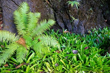 Top view ferns leaves green on the grass as a background, ground cover plants, (Pteridophyta,...