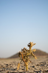 Dead Trees in the a dried up empty reservoir or dam during a summer heatwave, low rainfall and drought in north karnataka,India