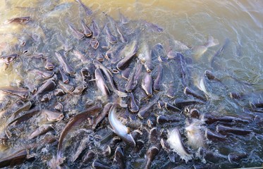 Top view of Striped catfish causing water splashing in the river as they try to eat food in the river in temple at Thailand (Iridescent shark, Sutchi catfish, Pangasianodon hypophthalmus), Soft Focus