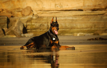 Doberman Pinscher dog lying on wet sand beach