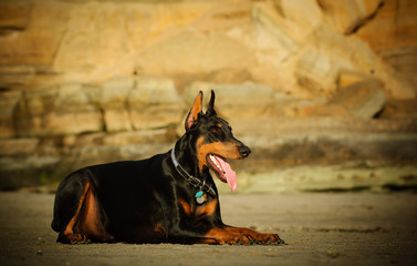 Doberman Pinscher dog lying down on sand at beach