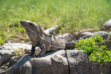 Iguana al sol