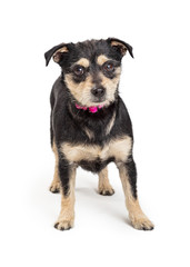 Young Mixed Small Breed Dog Standing