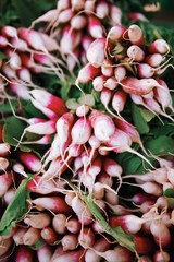 Farmers Market  Radishes