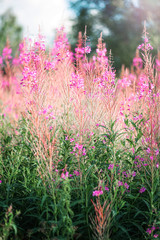 Naklejka premium Blooming Sally grows in the field. Verical photo