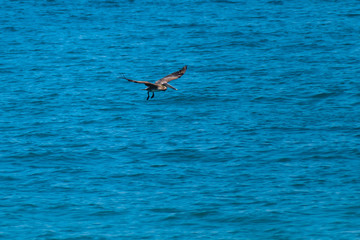Sea Bird