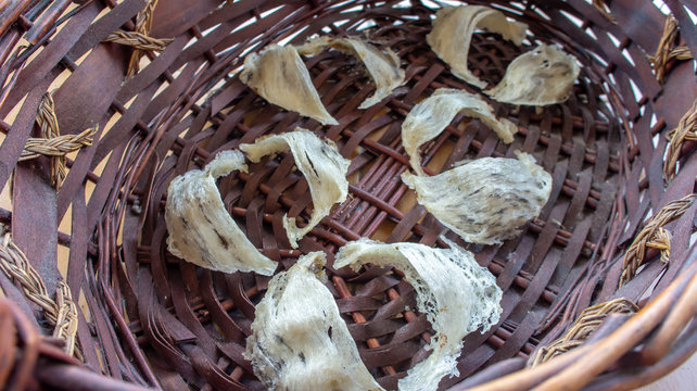 Close up of Edible or  swiftlet bird nest.