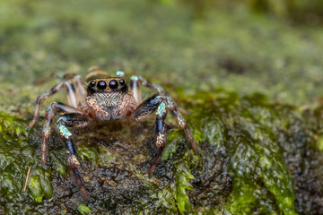 Beautiful Jumping Spider on green leaves of Sabah, Borneo