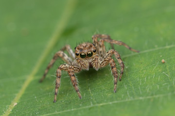 Beautiful Jumping Spider on green leaves of Sabah, Borneo