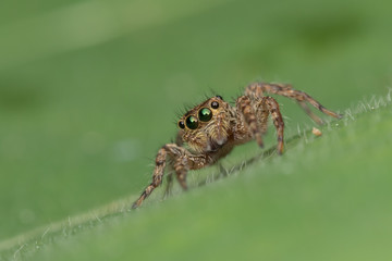 Beautiful Jumping Spider on green leaves of Sabah, Borneo