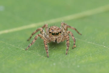 Beautiful Jumping Spider on green leaves of Sabah, Borneo