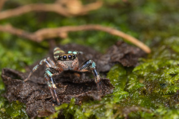 Beautiful Jumping Spider on green leaves of Sabah, Borneo