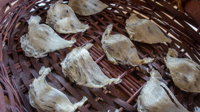 Swiftlet Bilder Durchsuchen 665 Archivfotos, und