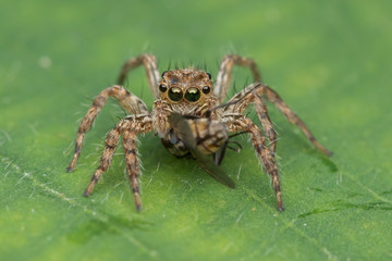 Beautiful Jumping Spider on green leaves of Sabah, Borneo