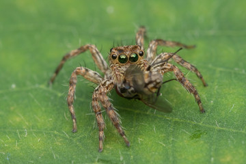 Beautiful Jumping Spider on green leaves of Sabah, Borneo