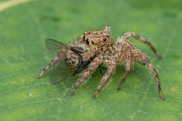 Beautiful Jumping Spider on green leaves of Sabah, Borneo