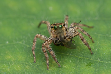 Beautiful Jumping Spider on green leaves of Sabah, Borneo