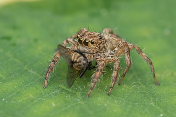Beautiful Jumping Spider on green leaves of Sabah, Borneo