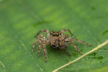 Beautiful Jumping Spider on green leaves of Sabah, Borneo