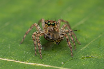 Beautiful Jumping Spider on green leaves of Sabah, Borneo