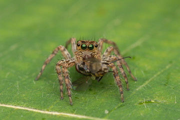 Beautiful Jumping Spider on green leaves of Sabah, Borneo