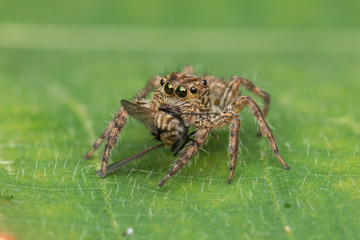 Beautiful Jumping Spider on green leaves of Sabah, Borneo