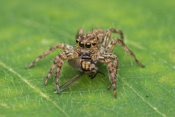 Beautiful Jumping Spider on green leaves of Sabah, Borneo