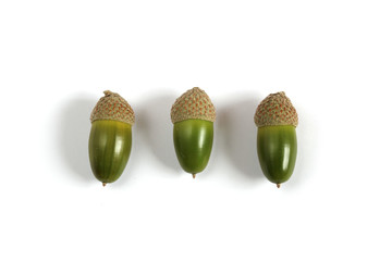 Green acorn isolated