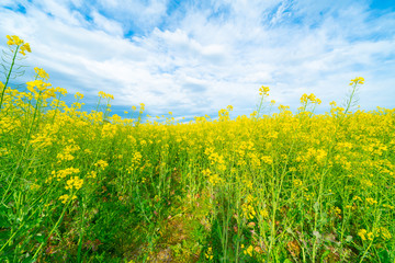 Expansive fields of bright green and yellow canola oil plants