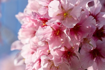 cherry blossoms close up 